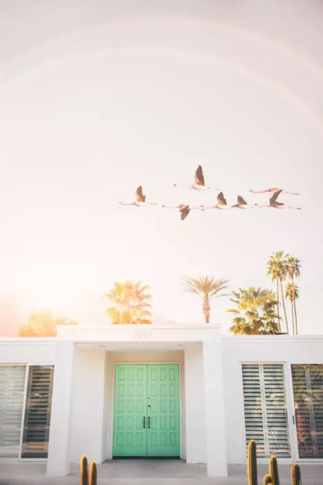 Pienaar, Kathrin: Flamingos In Palm Springs