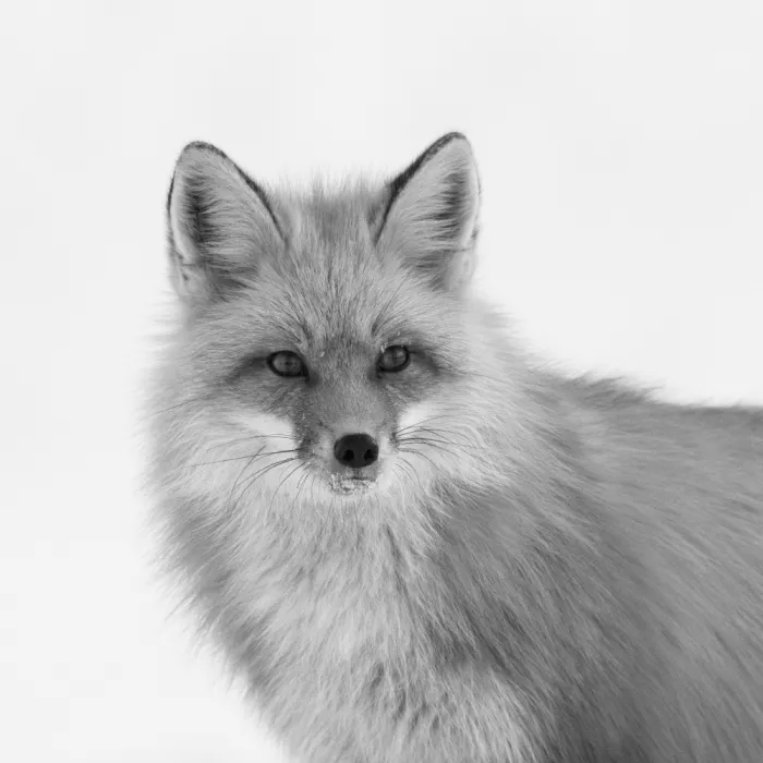 Qin, Xuemei: Portrait of the Red Fox