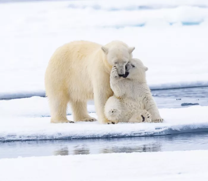 Nagpal, Manish: playful cub and mommy