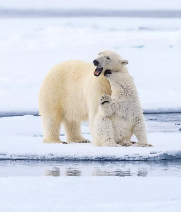 Nagpal, Manish: arctic love