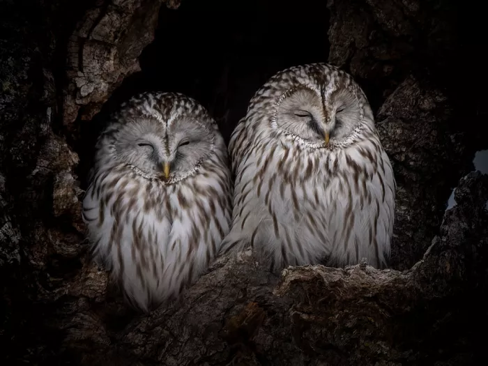 KURAHASHI, YUTAKA: Ural Owls
