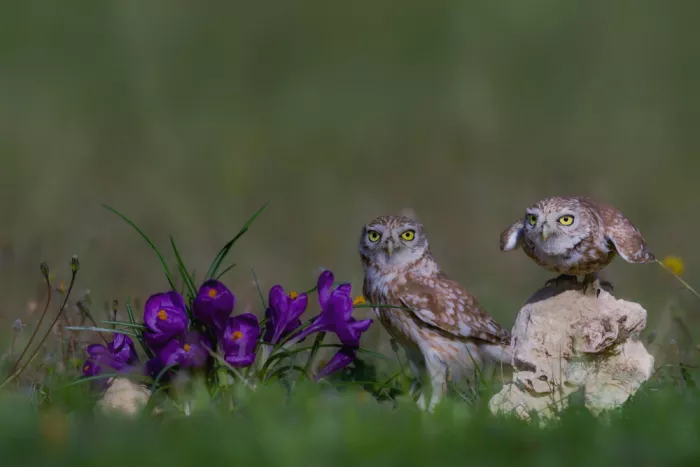 Manusevich, David: Little owls