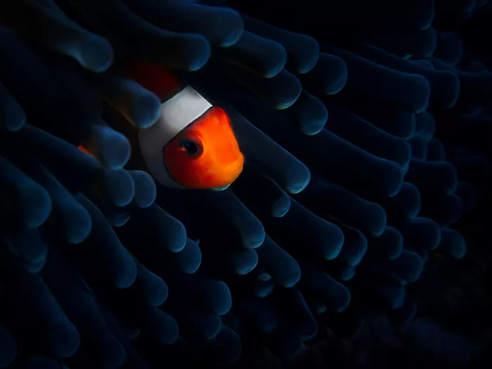 Ciria, Sánchez Javier: Nemo en la Oscuridad