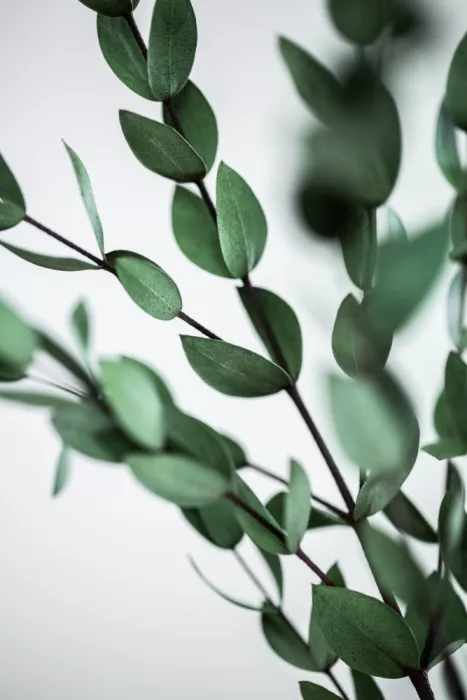 Böhmer, Mareike: Ramas de eucalipto verde