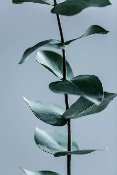 Böhmer, Mareike: Eucalyptus Leaves