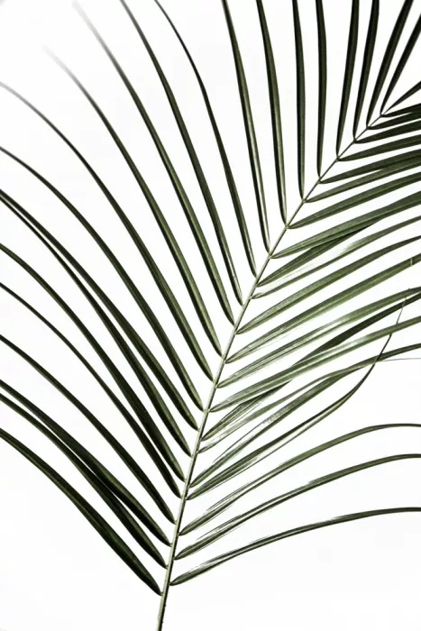 Böhmer, Mareike: Vibrant Green Palm Leaf