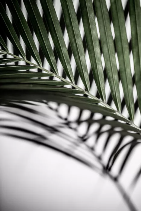Böhmer, Mareike: Hoja de palma verde vibrante