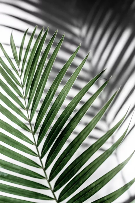 Böhmer, Mareike: Foglia di palma verde vibrante