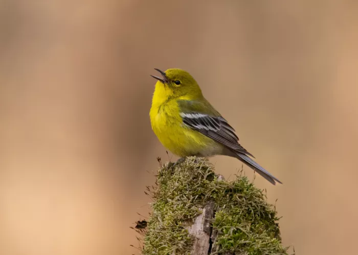 Zhang, Robert: Canción del Mosquitero Pinero