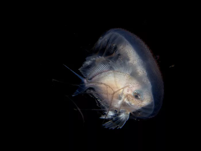 Tov, Ben Ilan: Fish and a Jellyfish