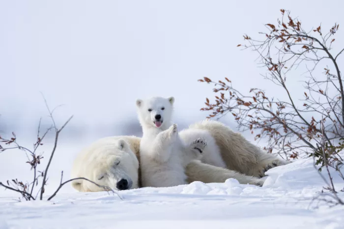 Qin, Xuemei: Polar Bear Cub