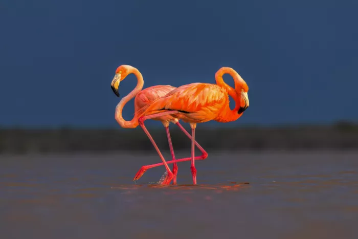 Zuo, Jun: Flamingos bei Sonnenuntergang