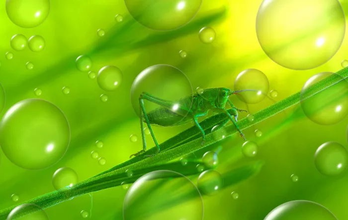 Dufour, Thierry: In terra verde...
