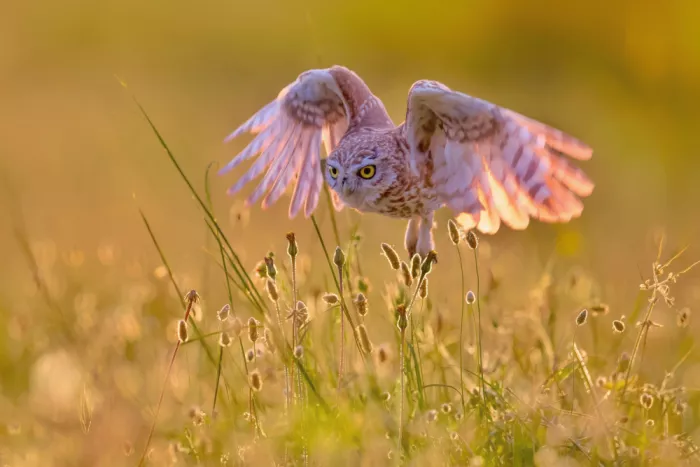 Manusevich, David: Petit hibou