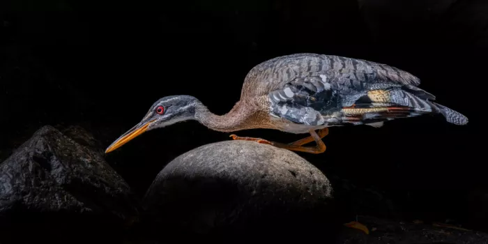 Zhang, Xiaohong: Sunbittern