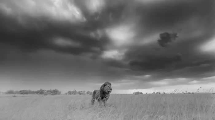 Lu, Bill: König und Wolken