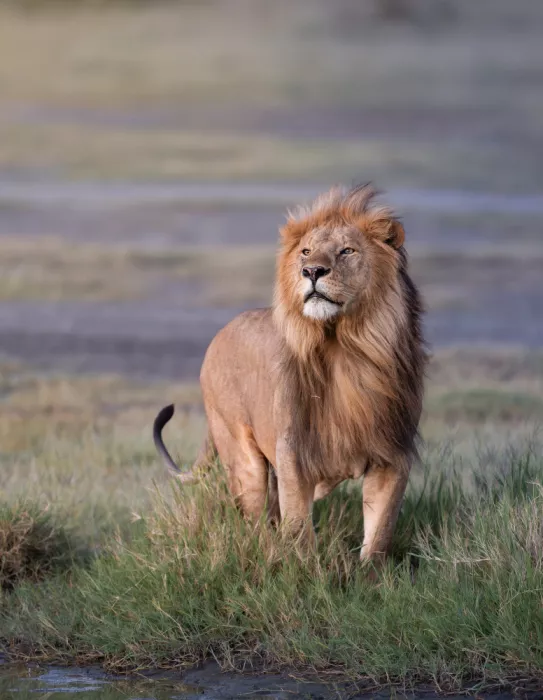 Sharma, Abhinav: Le Roi Lion