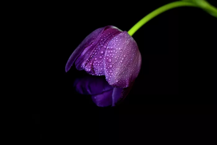 Langerak, Henk: Tulpe