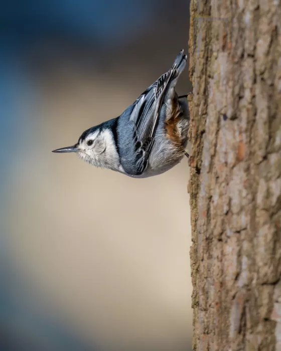 Cai, Xiao: White-Breasted Nuthatch