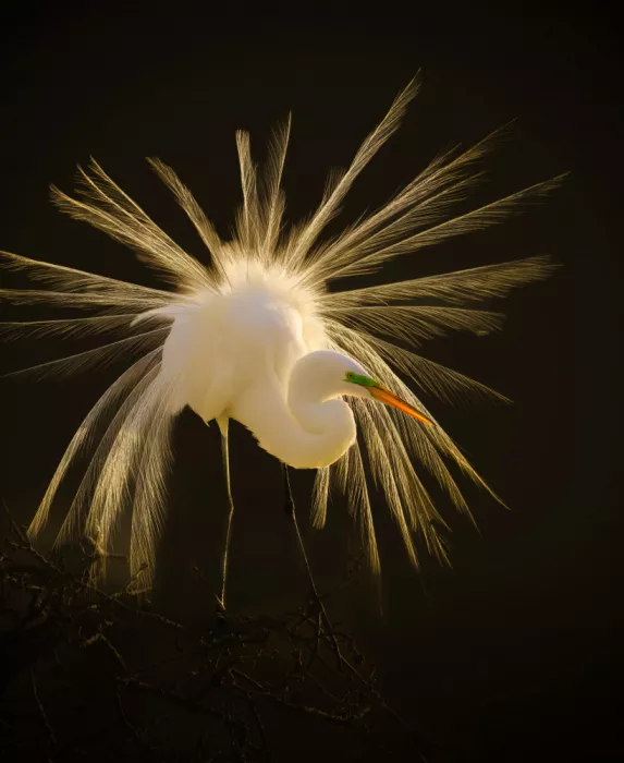 He, Mike: An Egret at Sunset