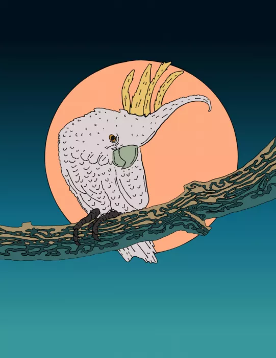 Nicholas: Cacatua sul ramo al sorgere della luna