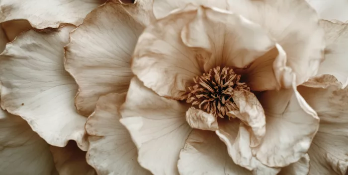 Treechild: Petals in Whisper
