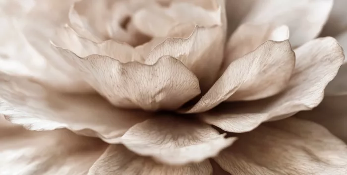 Treechild: Delicate Petal Dance