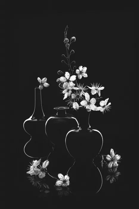 Jacobs, Lydia: Fleur de Prunus Cerasifera_1
