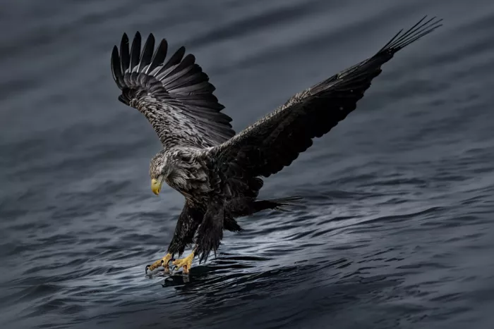 Zhao, Qing: Eagle on Action