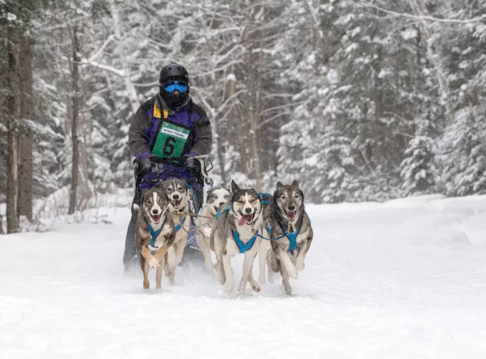 Zhao, Emma: Go Husky Bothers