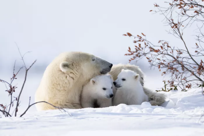 Qin, Xuemei: Snuggling
