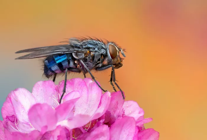 Just, Carles: Mouche sur fleur