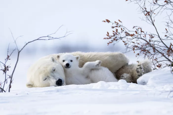 Qin, Xuemei: Polar Bear Cub at Rest