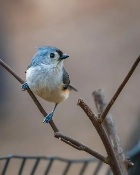 Cai, Xiao: Tufted Titmouse