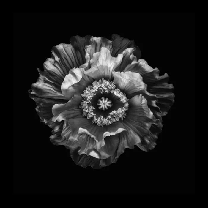 Grønkjær, Lotte: Amapola