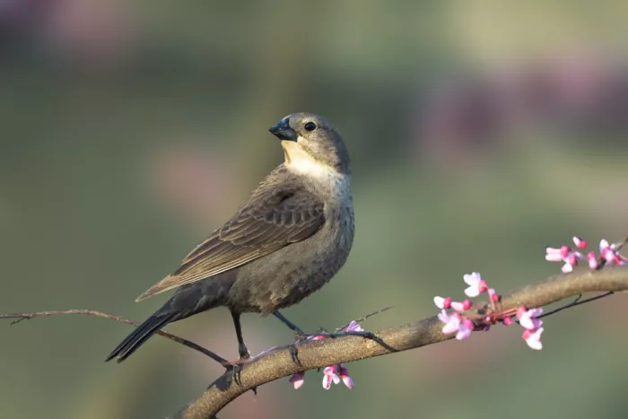 Zhang, Robert: Osservatore di primavera