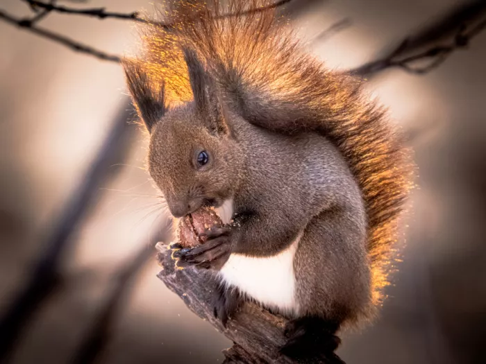 KURAHASHI, YUTAKA: Hokkaido squirrel