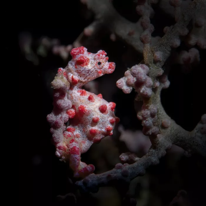 Feng, Young: Caballito de mar pigmeo