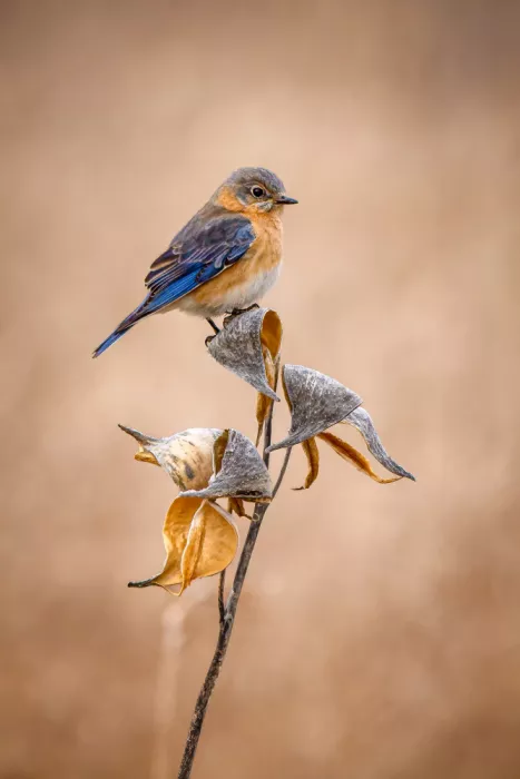 Zhou, Steven: Eestern Blue Bird