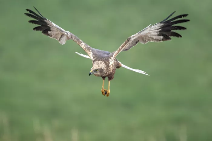 Helsen, Eddy: Marsh harrier