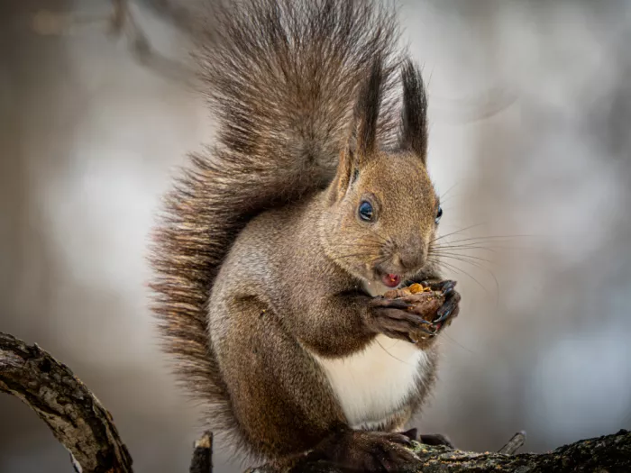 KURAHASHI, YUTAKA: Hokkaido squirrel