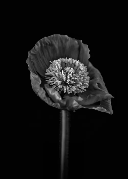 Grønkjær, Lotte: Amapola
