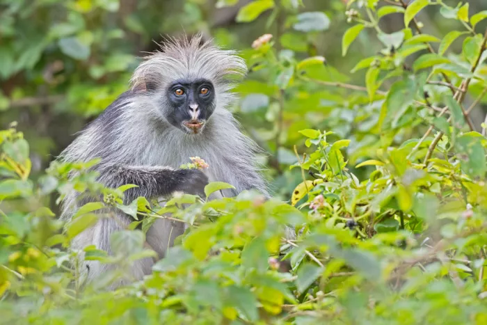 Pozzi, Marco: Monkey