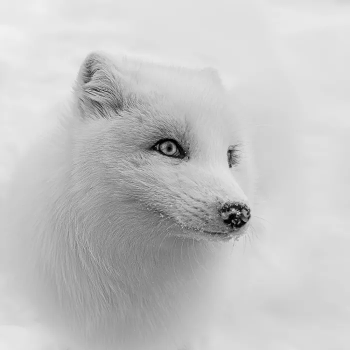 Lin, Cong: Renard arctique 3