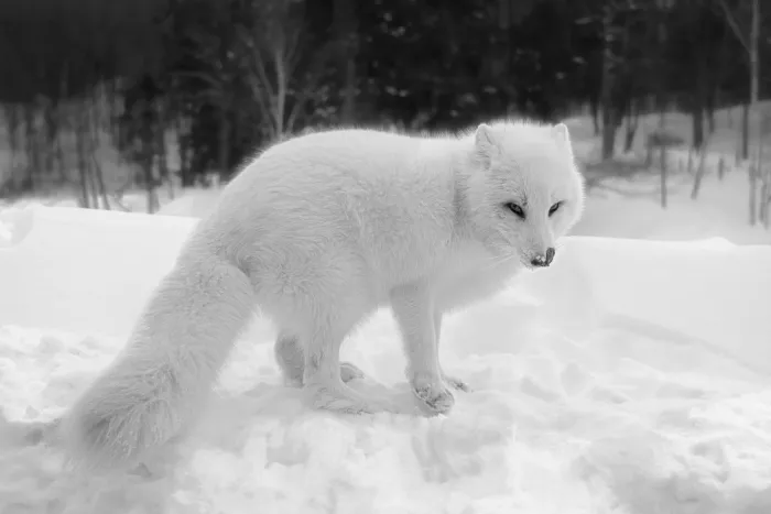 Lin, Cong: Renard arctique 4
