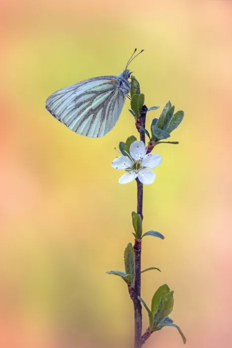 Daminelli, Fabrizio: Pieris napi