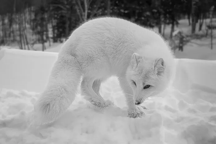 Lin, Cong: Renard arctique 5