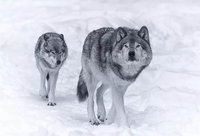 Lin, Cong: Loup 1