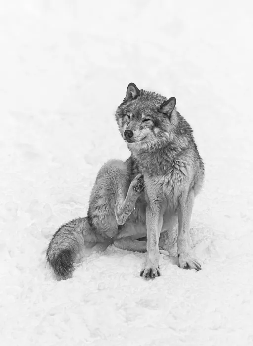 Lin, Cong: Loup 3