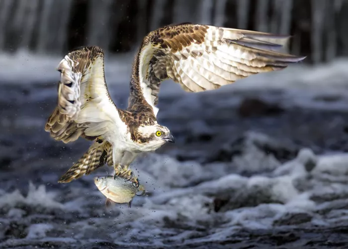 Gu, Zeren: Osprey in action